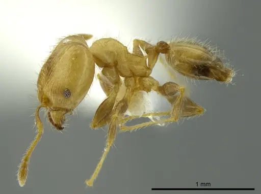 Pheidole caulicola specimen INBIOCRI001282237 image inbiocri001282237_3