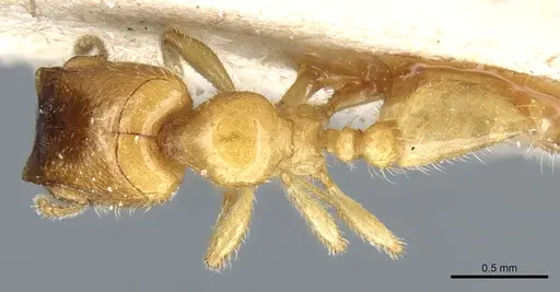 Pheidole cavifrons specimen CASENT0904311 image casent0904311_1