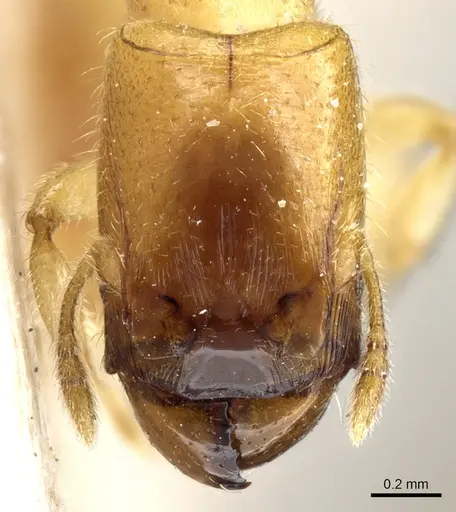 Pheidole cavifrons specimen CASENT0904311 image casent0904311_2