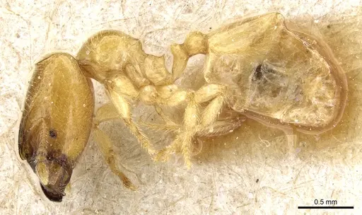 Pheidole cavifrons specimen CASENT0904311 image casent0904311_3