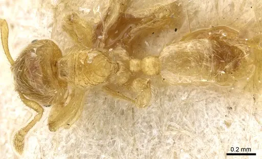 Pheidole cavifrons specimen CASENT0904312 image casent0904312_1