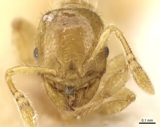 Pheidole cavifrons specimen CASENT0904312 image casent0904312_2