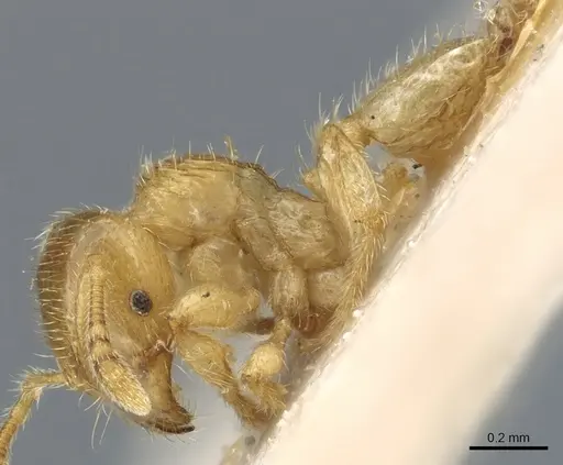 Pheidole cavifrons specimen CASENT0904312 image casent0904312_3