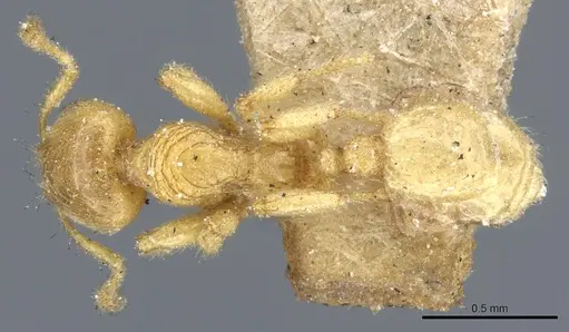 Pheidole cavifrons specimen CASENT0904315 image casent0904315_1
