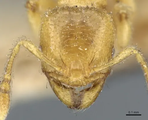 Pheidole cavifrons specimen CASENT0904315 image casent0904315_2