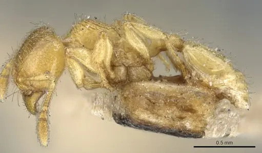 Pheidole cavifrons specimen CASENT0904315 image casent0904315_3
