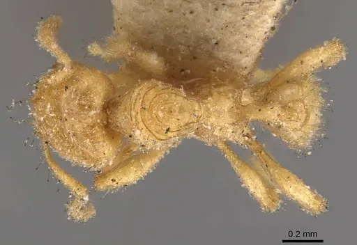 Pheidole cavifrons specimen CASENT0908303 image casent0908303_1