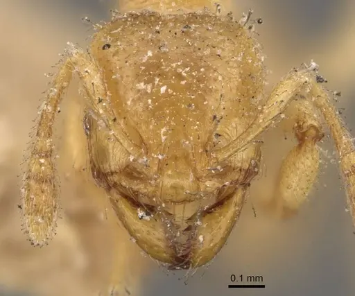 Pheidole cavifrons specimen CASENT0908303 image casent0908303_2