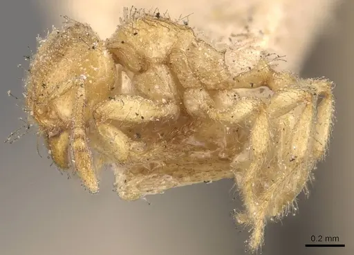 Pheidole cavifrons specimen CASENT0908303 image casent0908303_3