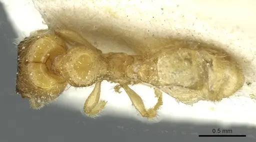 Pheidole cavifrons specimen CASENT0913288 image casent0913288_1