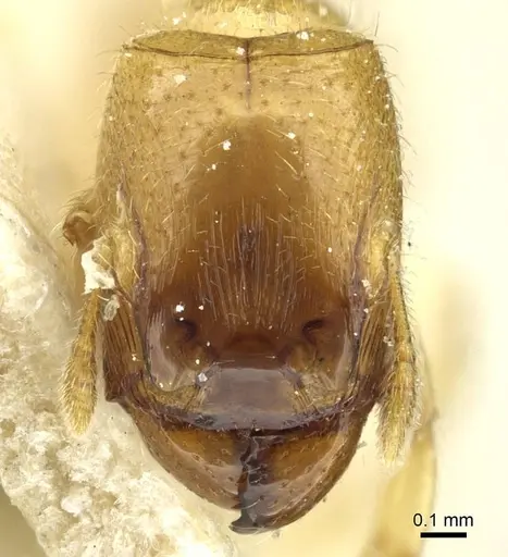 Pheidole cavifrons specimen CASENT0913288 image casent0913288_2