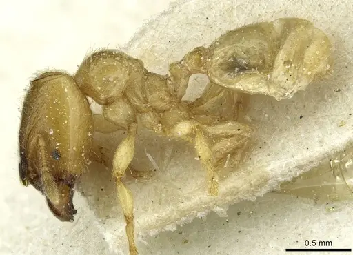 Pheidole cavifrons specimen CASENT0913288 image casent0913288_3