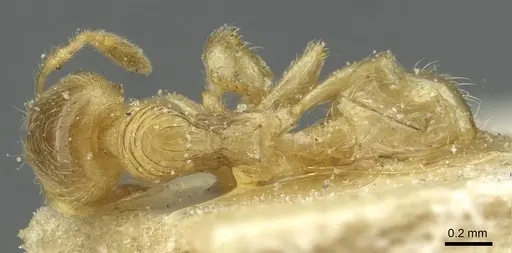 Pheidole cavifrons specimen CASENT0913289 image casent0913289_1