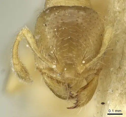 Pheidole cavifrons specimen CASENT0913289 image casent0913289_2