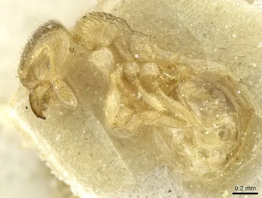 Pheidole cavifrons specimen CASENT0913289 image casent0913289_3