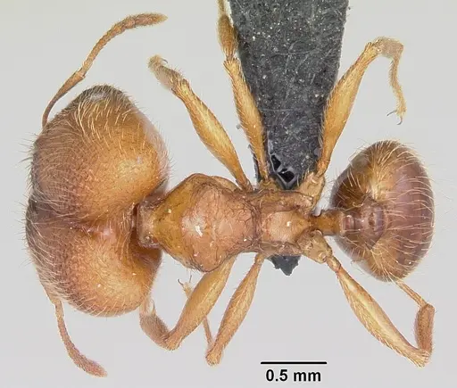 Pheidole cavigenis specimen CASENT0064825 image casent0064825_1