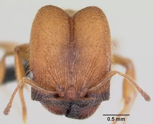 Pheidole cavigenis specimen CASENT0064825 image casent0064825_2