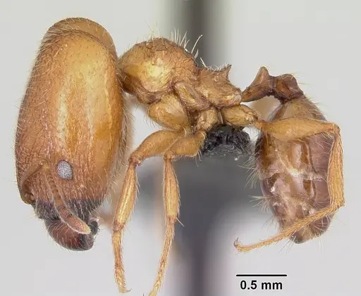 Pheidole cavigenis specimen CASENT0064825 image casent0064825_3