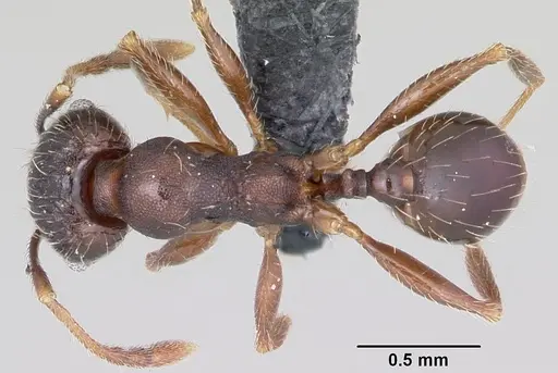 Pheidole cavigenis specimen CASENT0104913 image casent0104913_1