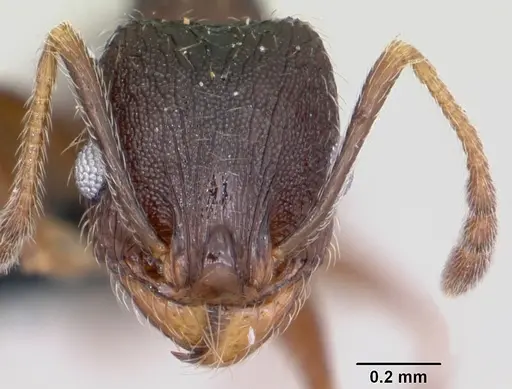 Pheidole cavigenis specimen CASENT0104913 image casent0104913_2