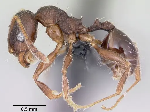 Pheidole cavigenis specimen CASENT0104913 image casent0104913_3