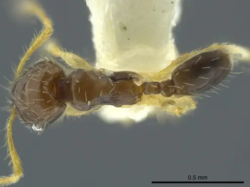 Pheidole ceibana specimen CASENT0624251 image casent0624251_1