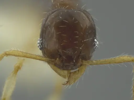 Pheidole ceibana specimen CASENT0624251 image casent0624251_2