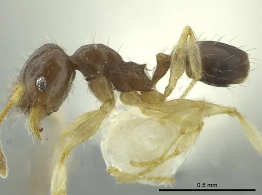 Pheidole ceibana specimen CASENT0624251 image casent0624251_3