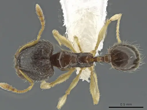 Pheidole ceibana specimen CASENT0625246 image casent0625246_1