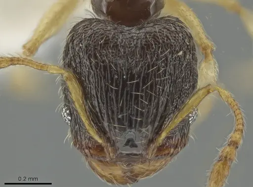 Pheidole ceibana specimen CASENT0625246 image casent0625246_2