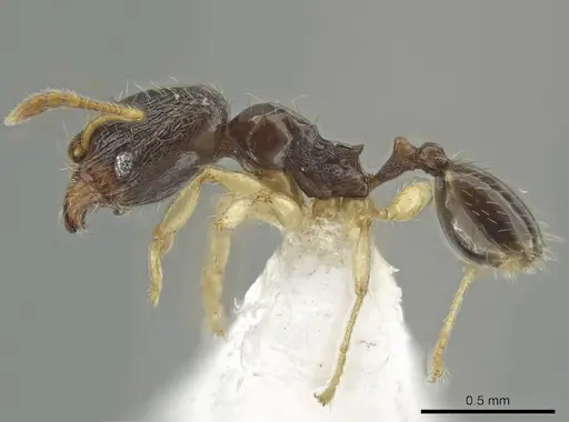 Pheidole ceibana specimen CASENT0625246 image casent0625246_3
