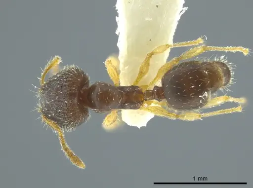 Pheidole ceibana specimen JTLC000016343 image jtlc000016343_1