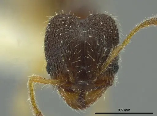 Pheidole ceibana specimen JTLC000016343 image jtlc000016343_2