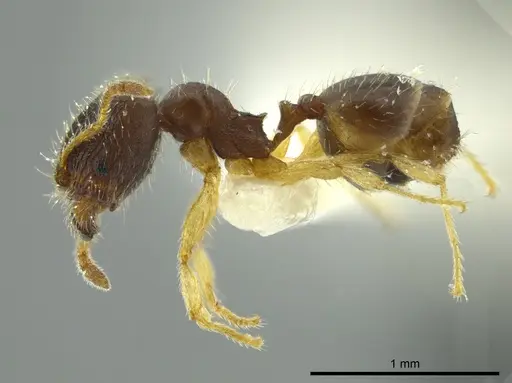 Pheidole ceibana specimen JTLC000016343 image jtlc000016343_3