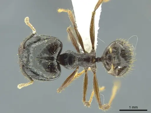 Pheidole celaena specimen CASENT0624496 image casent0624496_1