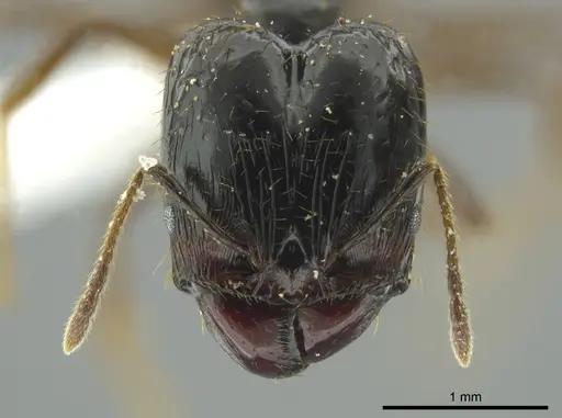 Pheidole celaena specimen CASENT0624496 image casent0624496_2