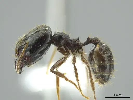 Pheidole celaena specimen CASENT0624496 image casent0624496_3