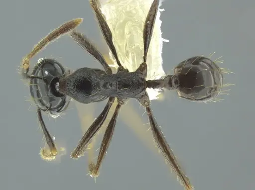 Pheidole celaena specimen CASENT0624511 image casent0624511_1