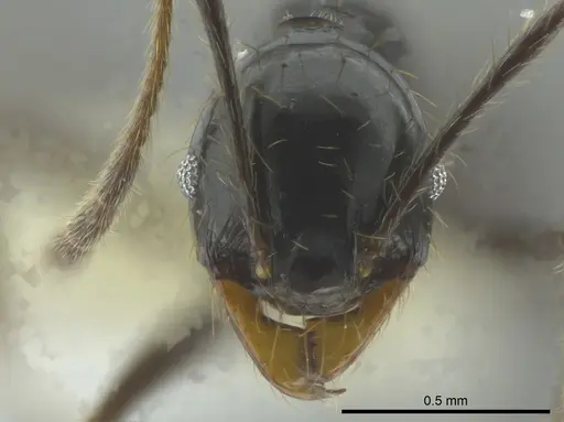 Pheidole celaena specimen CASENT0624511 image casent0624511_2