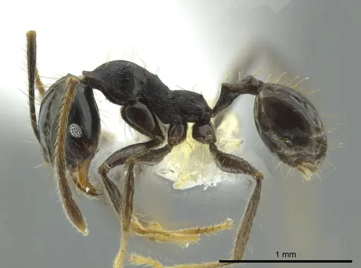 Pheidole celaena specimen CASENT0624511 image casent0624511_3