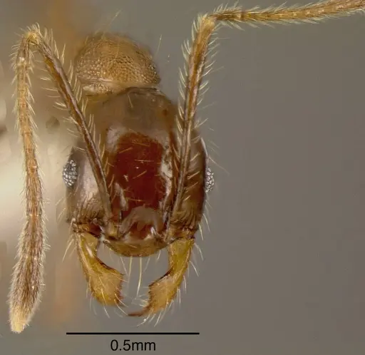 Pheidole celaena specimen CASENT0635452 image casent0635452_1