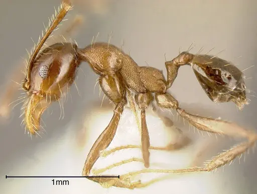 Pheidole celaena specimen CASENT0635452 image casent0635452_2