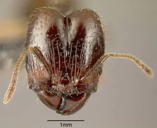 Pheidole celaena specimen INBIOCRI001238128 image inbiocri001238128_1
