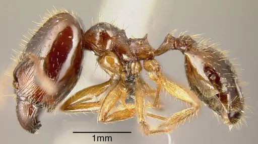Pheidole celaena specimen INBIOCRI001238128 image inbiocri001238128_2