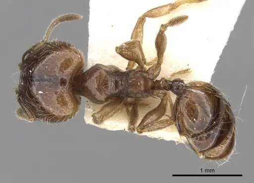 Pheidole centeotl specimen CASENT0281760 image casent0281760_1