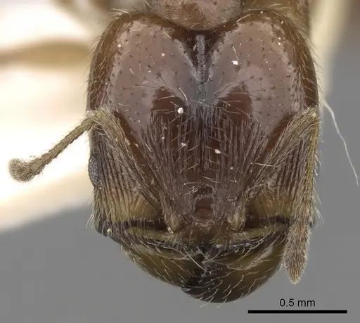 Pheidole centeotl specimen CASENT0281760 image casent0281760_2