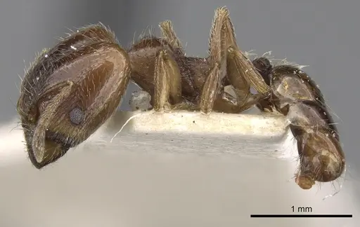 Pheidole centeotl specimen CASENT0281760 image casent0281760_3