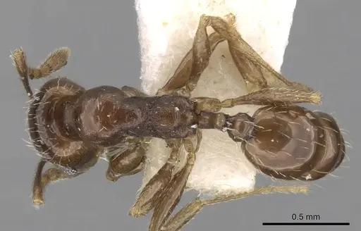 Pheidole centeotl specimen CASENT0281761 image casent0281761_1