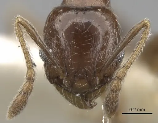 Pheidole centeotl specimen CASENT0281761 image casent0281761_2