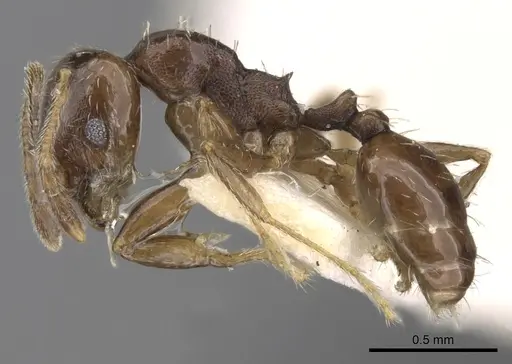 Pheidole centeotl specimen CASENT0281761 image casent0281761_3